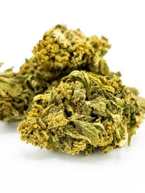 Mango-2.jpg Tropical CBG