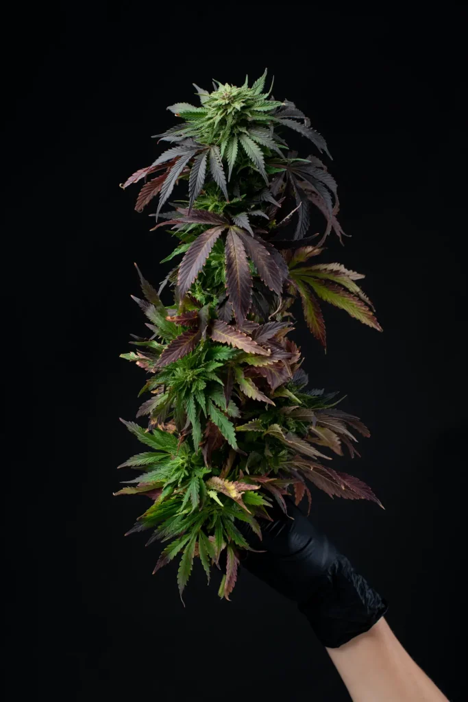 fleur de chanvre